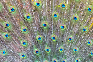 Obraz premium Peacock feathers, wheel, detail 