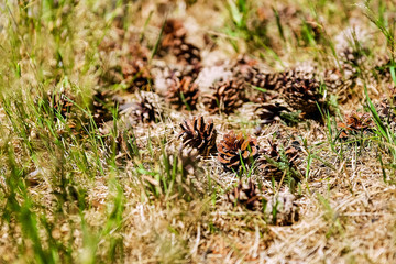 Naklejka na ściany i meble Pine cones are good and dry, and some are open. Green grass. Warm summer day. The forest in the background.