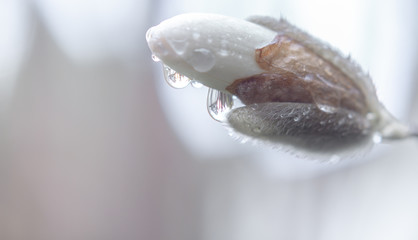Star magnolia flower bud with raindrops nature spring background