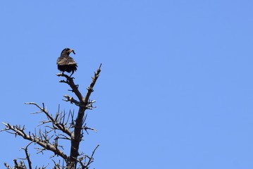 European Starling on top of a tree branch with a fat worm in it's beak, head turned back towards the camera