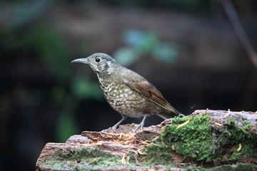 Dark-sided Thrush (Zoothera marginata) in Dalat, Vietnam