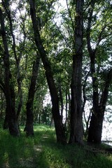 Wild places on the Danube River 4