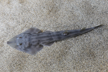 Shovelnose guitarfish (Rhinobatos productus) have a long, pointed snout and a guitar-shaped body....