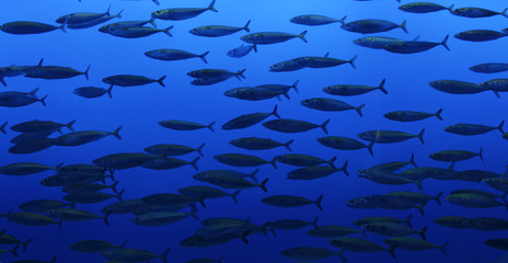 The Pacific bonito (Sarda chiliensis) are one of the smallest tunas—their size and striped surface distinguish them from their larger cousins. They avoid predators by gathering in large schools.