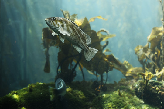 The Kelp bass (Paralabrax clathratus) is a benthopelagic species is found in or near kelp beds. Is endemic to the Eastern Pacific, and is found from central California to the tip of Baja California.