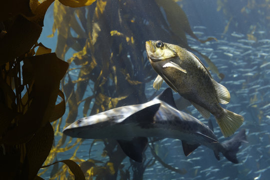 The Kelp bass (Paralabrax clathratus) is a benthopelagic species is found in or near kelp beds. Is endemic to the Eastern Pacific, and is found from central California to the tip of Baja California.