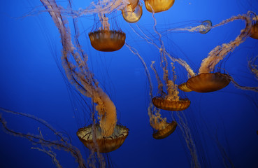 The Sea nettle o jellyfish (Chrysaora fuscescens) is an invertebrate that lives in the eastern Pacific Ocean. Have a golden-brown bell with a reddish tint that can grow to be larger than one meter.