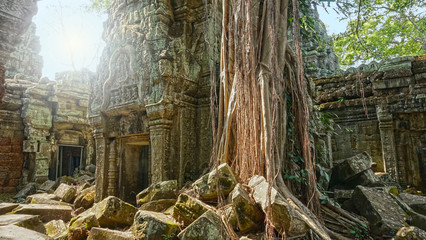 CLOSE UP: Long roots of tropical tree grow over the stone entrance to temple.