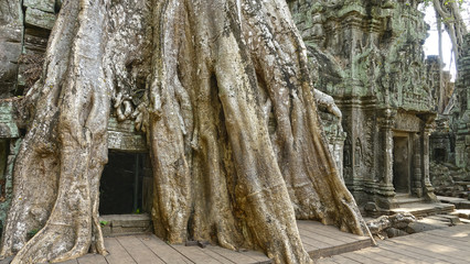 CLOSE UP: Cool shot of a decaying Buddhist temple overgrown by thick tree roots.