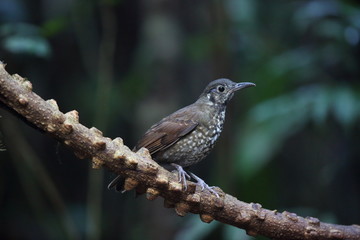 Dark-sided Thrush (Zoothera marginata) in Dalat, Vietnam