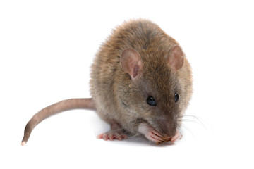 Closeup young rat (Rattus norvegicus) eats  rusk and looking a camera.  isolated on white background