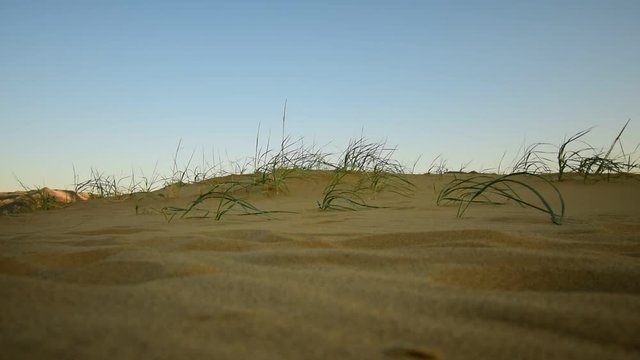 View of the green vegetation and the baran Sarikum with golden sand in the wind in mountainous Dagestan in the Caucasus