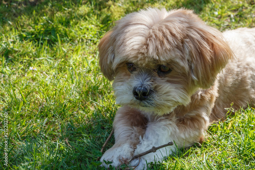 Chien Lhassa Apso Couché Dans Un Jardin Stock Photo And