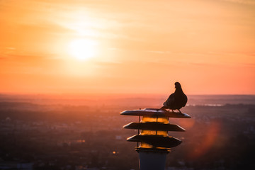 Bird on a lantern in the background of the sunrise / sunset
