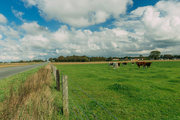 Cows grazing on grassy green field. Countryside landscape with cloudy sky, pastureland for domesticated livestock in Normandy, France. Dramatic sky. Cattle breeding and industrial agriculture concept.