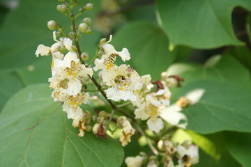 Catalpa tree in bloom with beautiful pale yellow flowers on branch