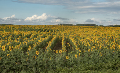 Fototapeta na wymiar rows of sunflowers