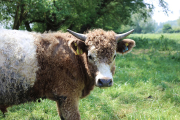 Curly Cow