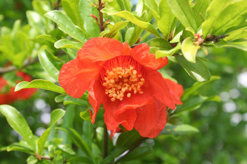 Pomegranate flowers on bush in the garden. Punica granatum