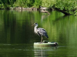 Heron