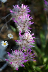Flowers and foliage to lighten our lifves
