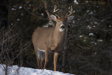 Naklejka na ściany i meble White-tailed deer buck standing in a meadow in autumn rut in Canada