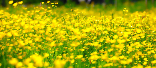Obraz premium Buttercup Meadow