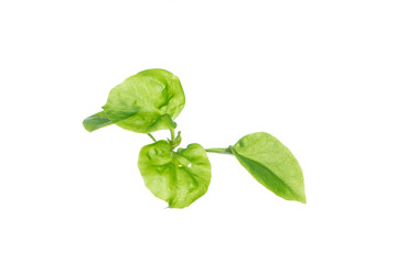 Fresh Watercress  on white background