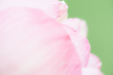 Sweet color lotus  in soft style for background