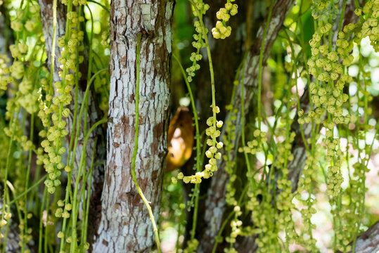 Baby fruit and flower of Rambeh tree or Baccaurea ramiflora