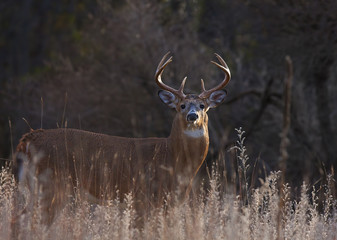 Obraz premium White-tailed deer buck with huge neck in the early morning light standing in a meadow in autumn rut in Canada