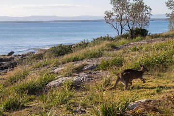 Fototapeta na wymiar kangaroo