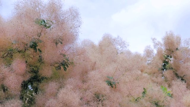 Smoke Tree (Cotinus coggygria)