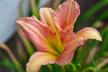 Fototapeta premium first of the pink lilies in the south garden
