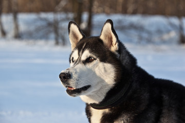 Dog breed Siberian Husky portrait on winter frozen lake