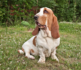 Dog breed Basset hound sits on a green glade in a forest in nature