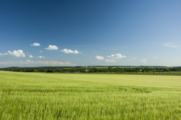 Barley field and forest on the horizon