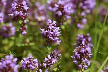 Tiny violet flowers of thyme growing in a garden on a sunny day, green leaves and stems, herbal plant