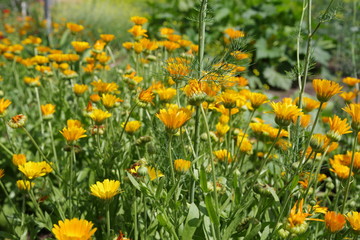 a bush of yellow flowers in the garden