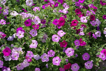 petunia bush flowers in the garden