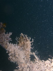 White's Seahorse Hippocampus whitei in Sydney, Australia