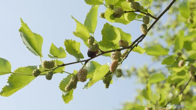 Branch with Mullbery Morus nigra fruit 4K footage