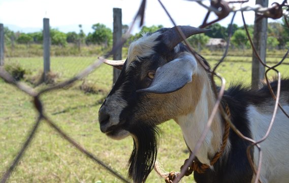 Kambing