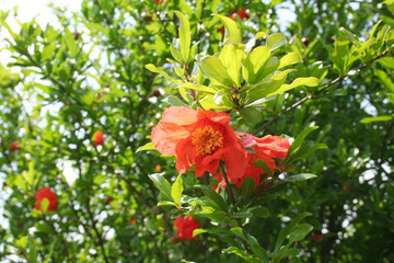 Fototapeta na wymiar Pomegranate flowers on bush in the garden. Punica granatum