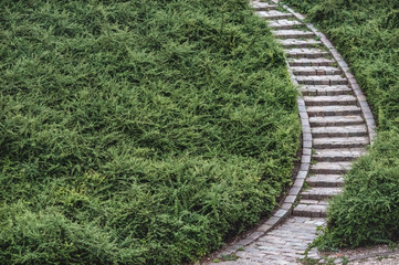 Pave stone steps in the middle of evergreen shrubs
