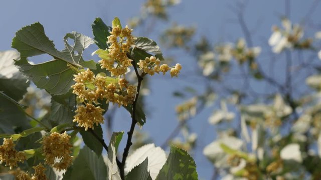 Fragrant flowers of silver linden Tilia tomentosa tree 4K footage