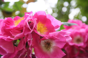 Bunch of pink roses on plant. Selective focus