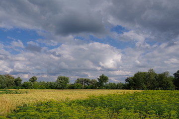 Fototapeta na wymiar ears of yellow ripe wheat on a field with a cloudy sky