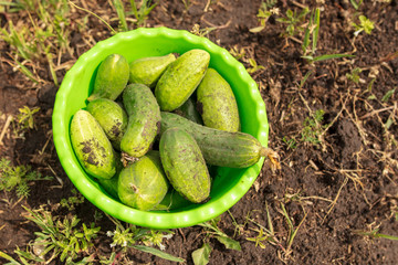 Green cucumbers grow in the garden
