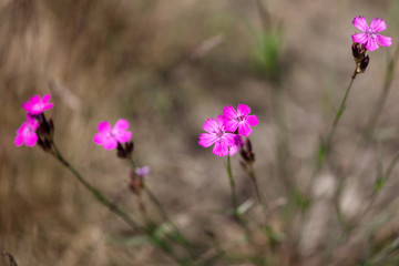 Fototapeta premium Small pink flowers in the steppe outdoors